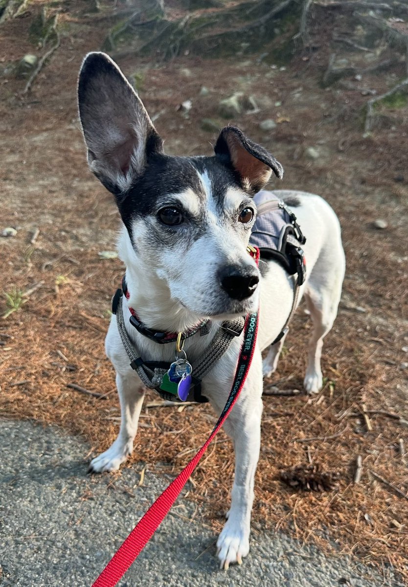 Dr Nicola Parry tweet media