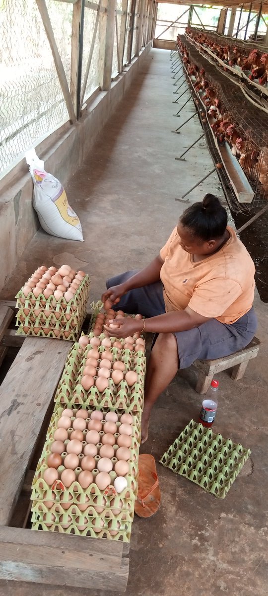 ariyo_browny's tweet image. 🍎 of my 👀