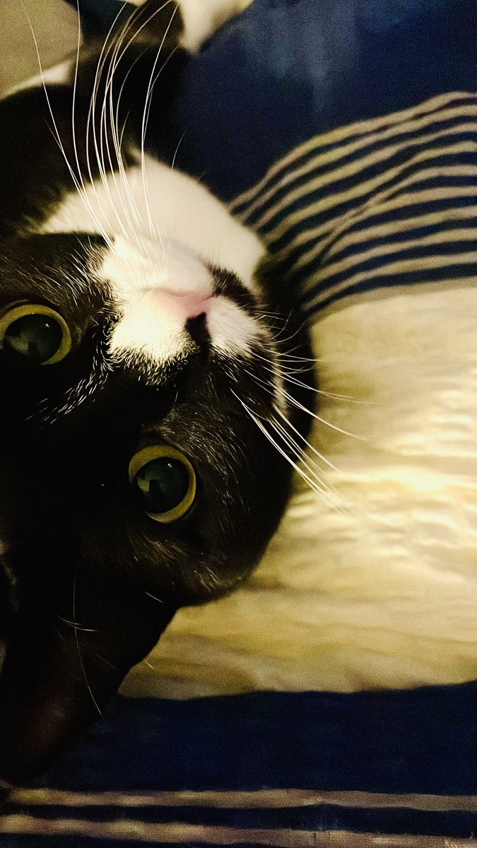 VichiBarbi's tweet photo. @PostsOfCats https://t.co/8ZOXnACnhW