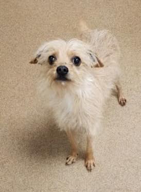 SIX POUNDS of cuteness, little Tigger #248206 needs help getting out of Apple Valley CA alive. Of course he can be shy and scared at first, but he warms up with time and he really needs some traction to be seen and saved before he's on the list TBK next week. An adorable new best