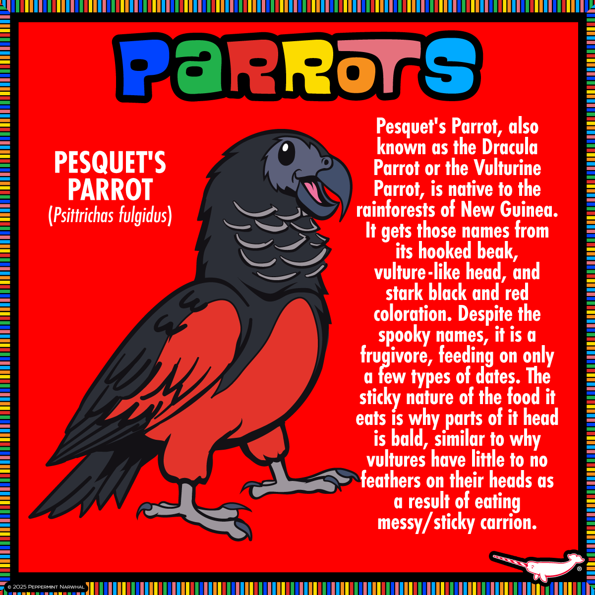 #Parrots - #PesquetsParrot #DraculaParrot

FINAL HOURS TO PLEDGE!
#PeppermintNarwhal's #Kickstarter #Make100 - #Parrots
kickstarter.com/projects/peppe…
Hurry! The campaign ends Sat. Feb. 1, 2025.