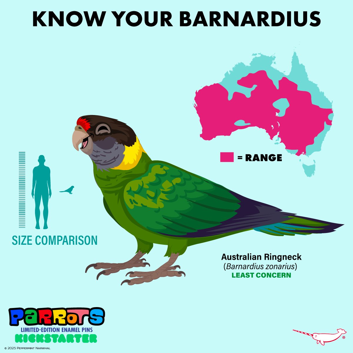 #Parrots - #KnowYourBarnardius
#AustralianRingneck #Parrot

FINAL HOURS TO PLEDGE!
#PeppermintNarwhal's #Kickstarter #Make100 - #Parrots
kickstarter.com/projects/peppe…
Hurry! Campaign ends Sat. Feb. 1, 2025.