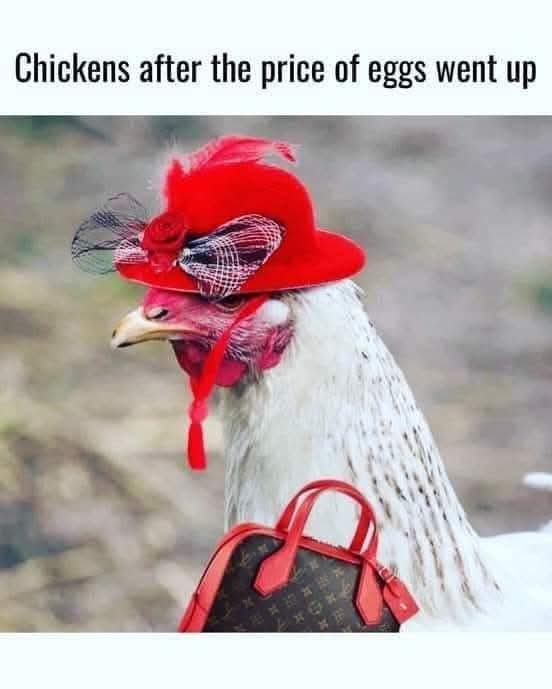 I've got 19 chickens and 1 duck 💰💲💰