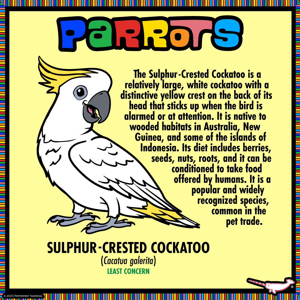 #Parrots - #SulphuerCrestedCockatoo 

FINAL HOURS TO PLEDGE!
#PeppermintNarwhal's #Kickstarter #Make100 - #Parrots
kickstarter.com/projects/peppe…
Hurry! The campaign ends Sat. Feb. 1, 2025.

#Cockatoo