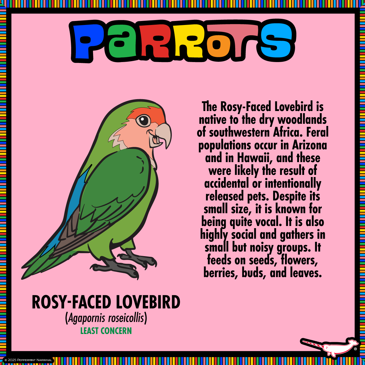 #Parrots - #RosyFacedLovebird 

FINAL HOURS TO PLEDGE!
#PeppermintNarwhal's #Kickstarter #Make100 - #Parrots
kickstarter.com/projects/peppe…
Hurry! The campaign ends Sat. Feb. 1, 2025.

#Lovebird