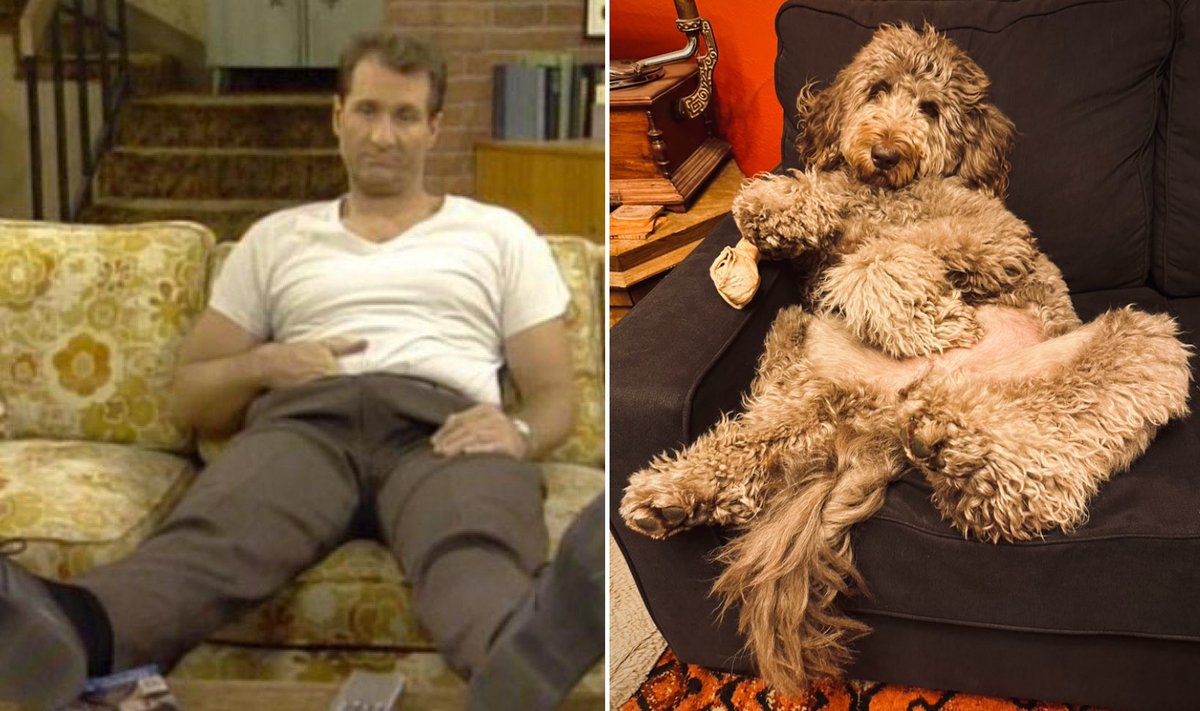 Meighon's tweet photo. Peanut’s giving off serious Al Bundy vibes… https://t.co/eFN7mJix2x