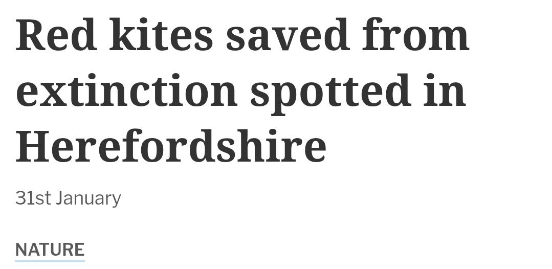 StreetTreck's tweet photo. ♻️#Redkites #saved from #extinction #spotted in #Herefordshire🛤️

#Wales #persecution #endangered #reintroductions #comeback #southeastEngland #Highlands o #Scotland #conservation #speciesextinction #species #rarebirds #StreetTreck🛤️ 
https://t.co/qL5SiXOpGY https://t.co/ulqhkWDzMt
