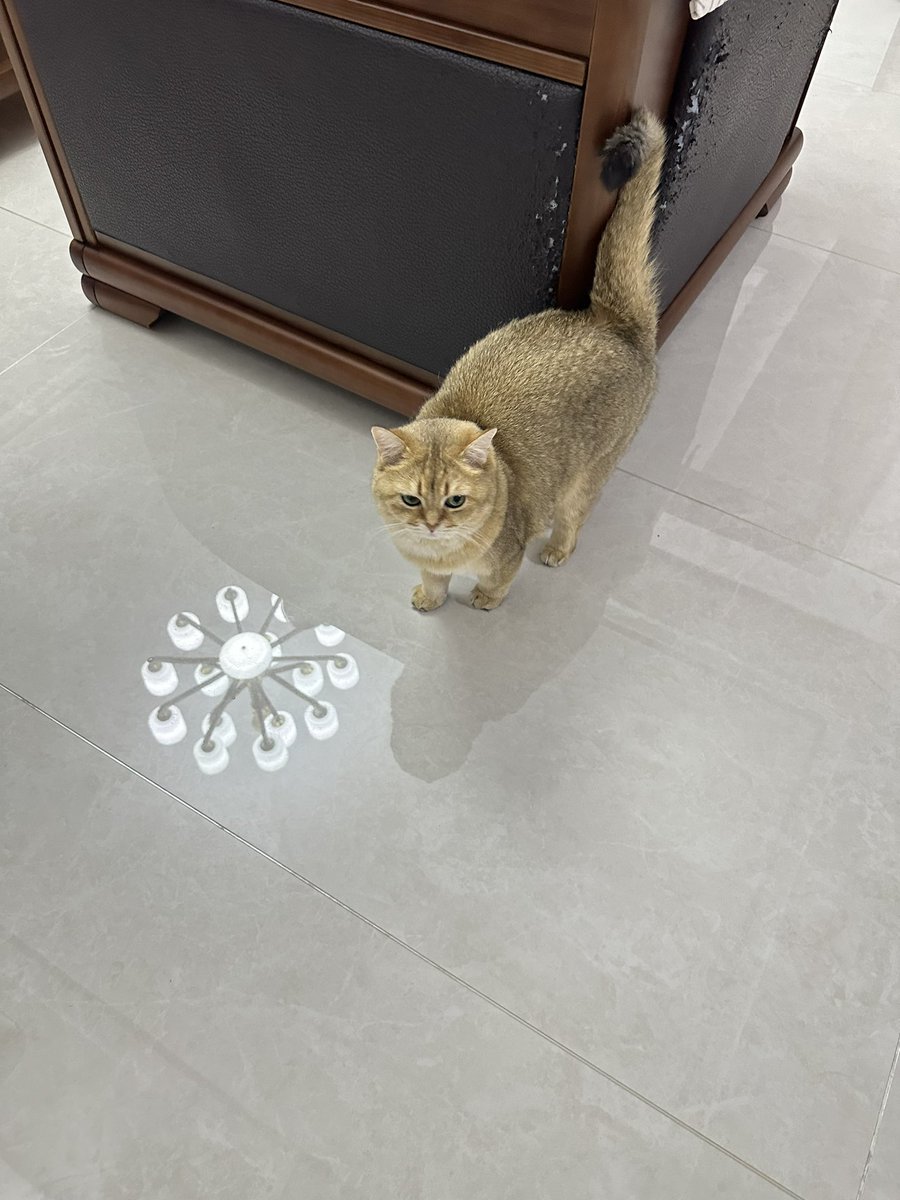 人，你可以喜欢小猫；猫，你可以挠沙发^ ^