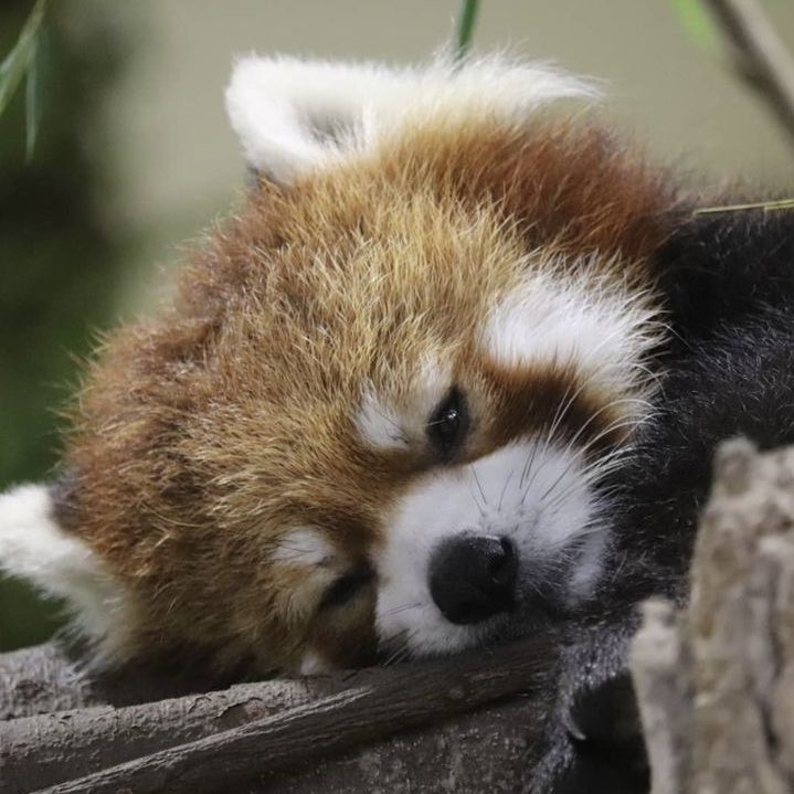 yeonjun as red pandas tweet media