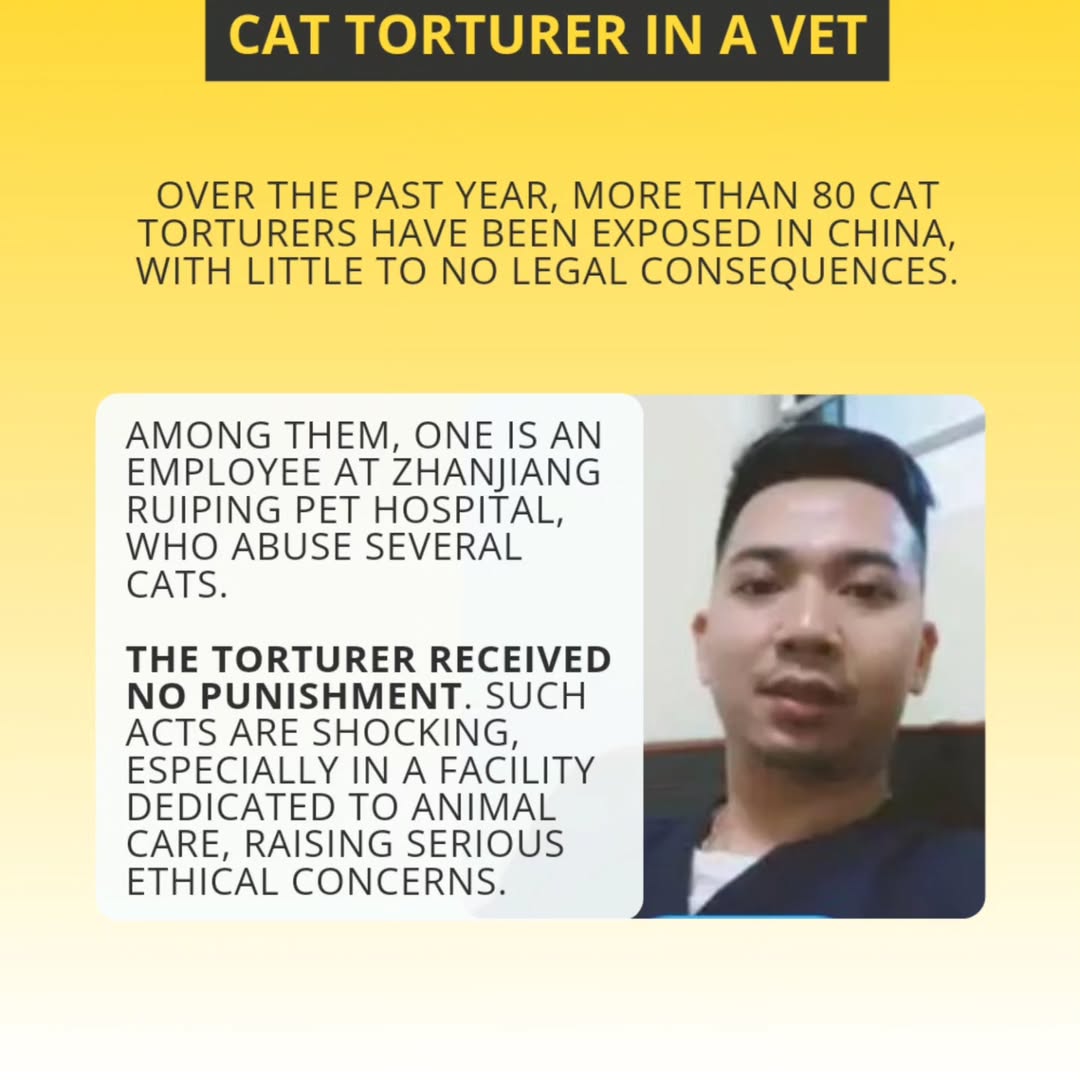 sayu_mekura's tweet photo. If China continues to turn a blind eye, it will only encourage more suffering and violence. The government must stop tolerating these heinous acts. #CatTax @ChinaCG_Zhang @ChinaEmbajada https://t.co/CMMiVrdmhj
