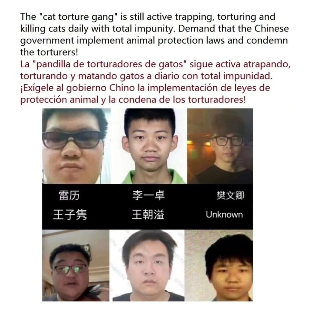 sayu_mekura's tweet photo. If China continues to turn a blind eye, it will only encourage more suffering and violence. The government must stop tolerating these heinous acts. #CatTax @ChinaCG_Zhang @ChinaEmbajada https://t.co/CMMiVrdmhj