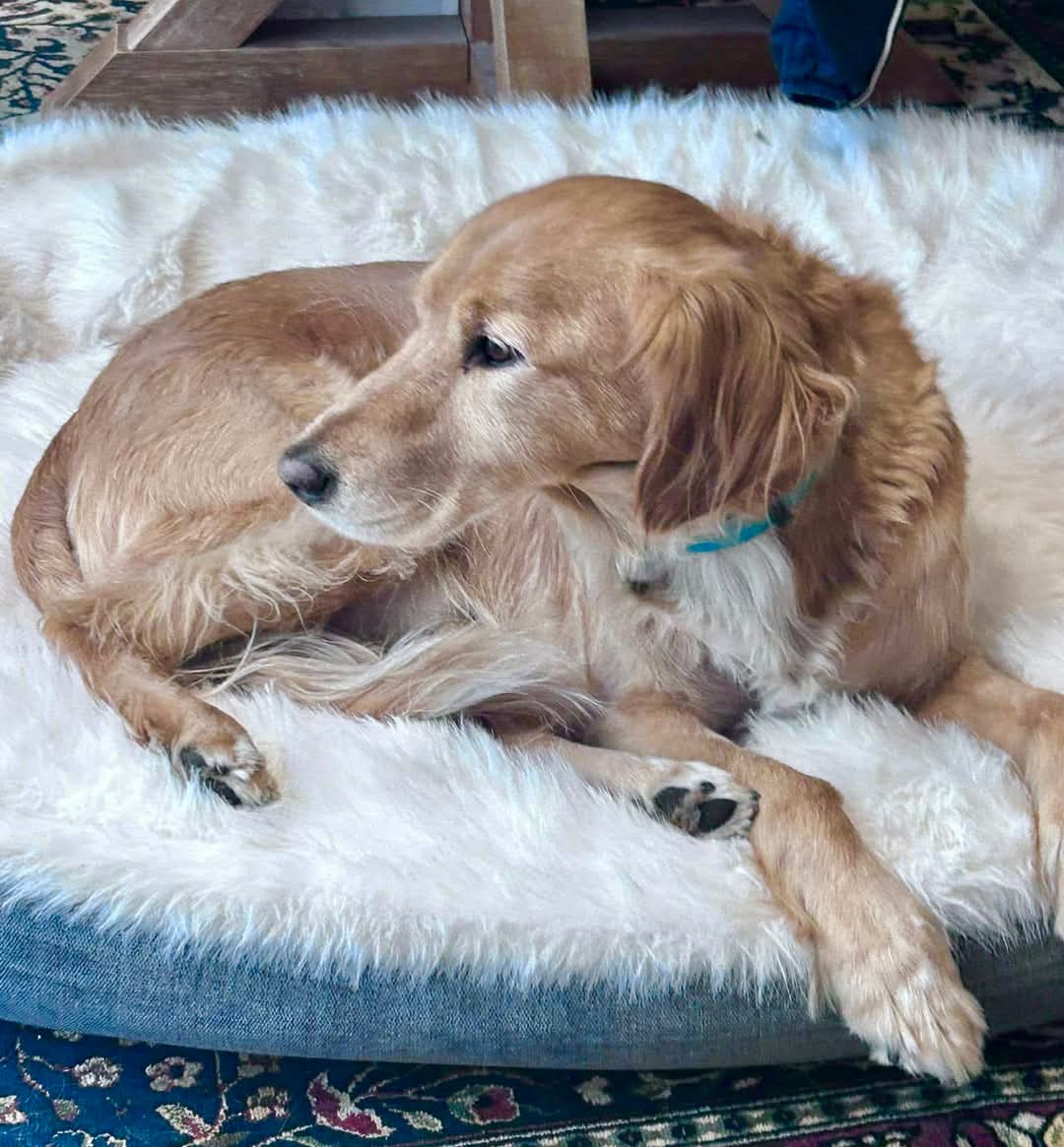 Missing Pets GB tweet media