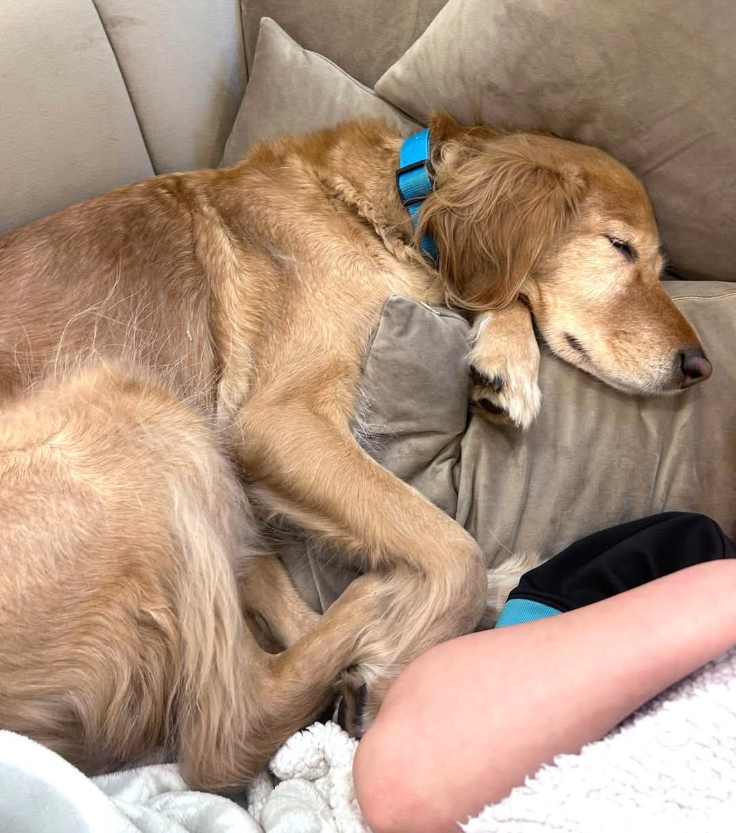 🐕 BAILEY #MISSING from 
ASCOT nr #Berkshire Golf Club #SL5 on 31 January 2025
May be injured- He was HIT BY CAR, got up, ran off
Bailey is a nervous foreign rescue dog
Please share far and wide, need to get this beautiful boy found and home