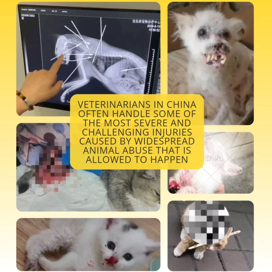 sayu_mekura's tweet photo. The Chinese government cannot remain silent while animals are tortured for entertainment and abusers gain millions of supporters on social media. It’s time for action, not just words #Rednote @ChinaEmbajada @ChinaConsulateNag https://t.co/7kHXrltIDz