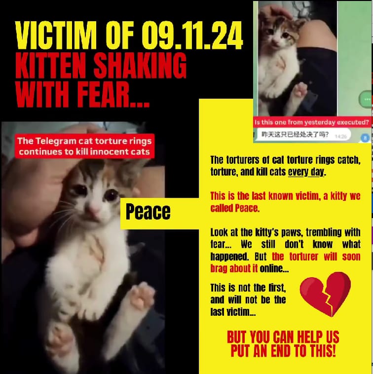 sayu_mekura's tweet photo. It’s not just about cats—it’s about humanity. Allowing such violence sets a dangerous precedent. China, the world demands justice. #ChineseNewYear @ChinaEmbFinland @SpokespersonCHN https://t.co/pGfW5k4Y3F