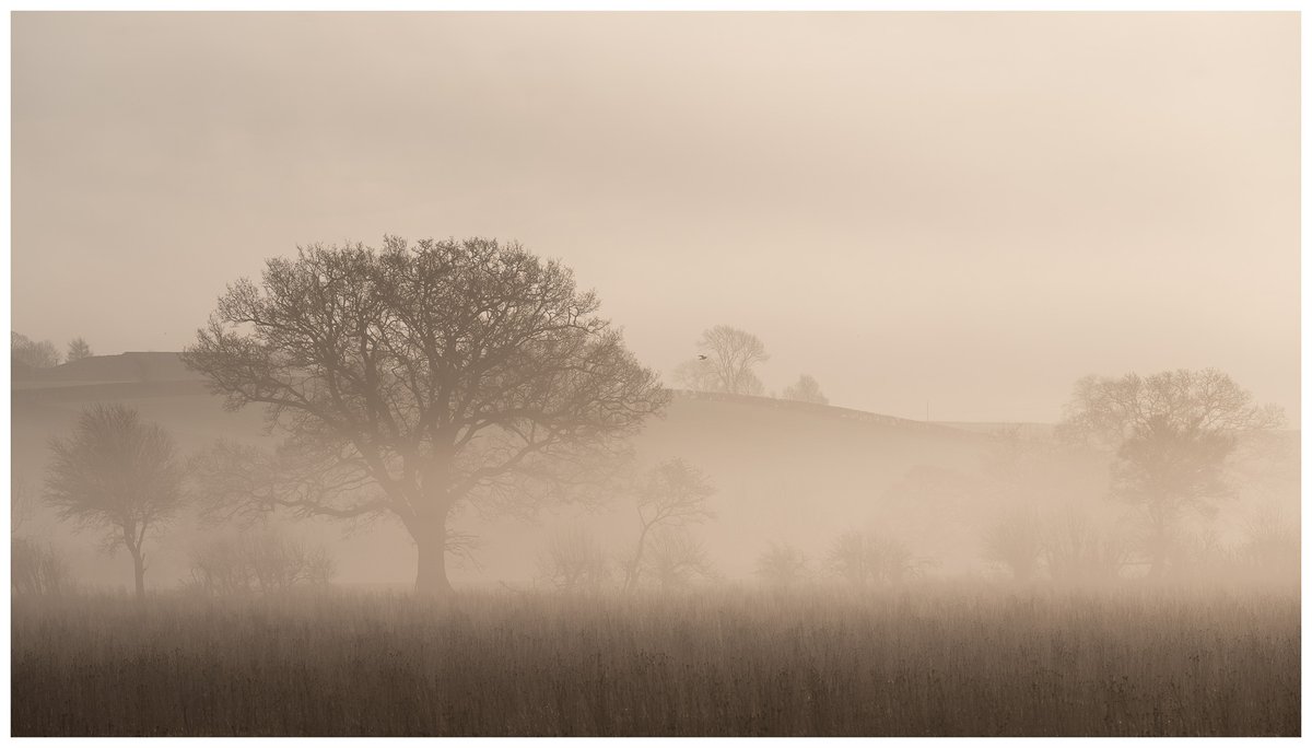 martynsmithson0's tweet photo. Mist and light in North Yorkshire.

@ThePhotoHour  @StormHour @NiSiFilters  #landscape #nature #naturephotography #photooftheday #travelphotography #landscapes #landscapelovers #explore #adventure #naturelover #earth #outdoors  #nisi #benro #nikonz https://t.co/XRG7WzJwFF
