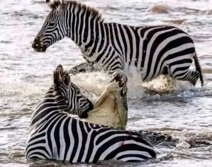 Ukibeti pundamilia aliwe na mamba🥹👇