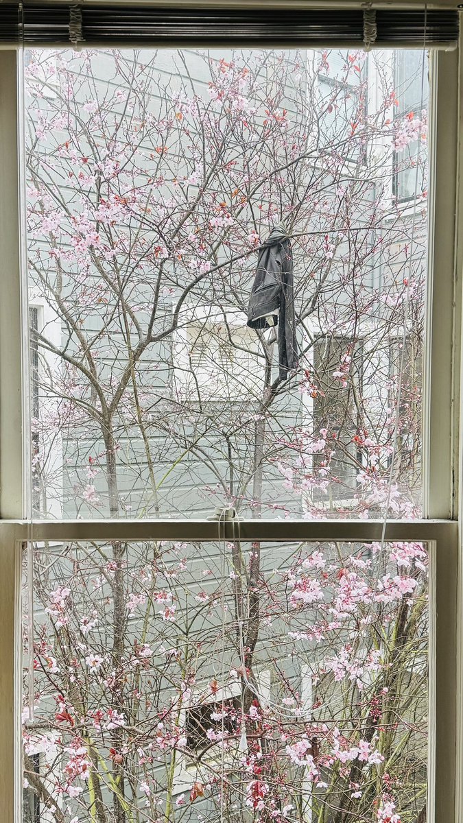 HTMarples's tweet image. The Hanging Gardens of Pantalon (2025)