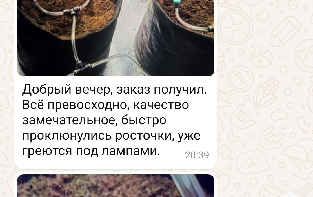 WeedySeeds's tweet photo. Спасибо за обратную связь, напоминаем что отзывы лучше оставлять в магазине по действующей акции "Купон на 6 бесплатных семян за отзыв" 🎁

#Ganja #MJ #marijuana #Cannabis #cannabiscommunity #Weed #Seeds #THC #tetrahydrocannabinol #Cannabinoid #cannabinoids #Коно��ля #DoSiDos https://t.co/VU0Rbqf8Fq