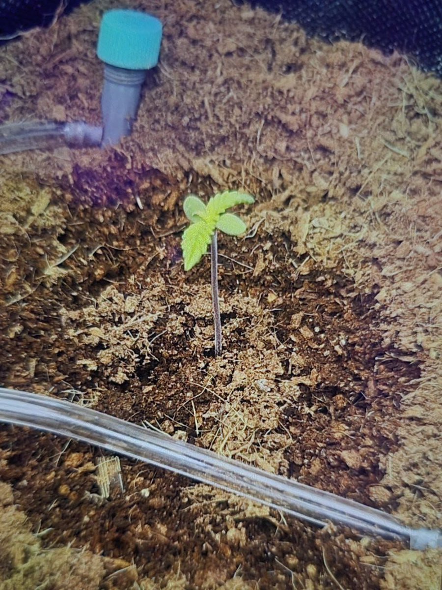 WeedySeeds's tweet photo. Спасибо за обратную связь, напоминаем что отзывы лучше оставлять в магазине по действующей акции "Купон на 6 бесплатных семян за отзыв" 🎁

#Ganja #MJ #marijuana #Cannabis #cannabiscommunity #Weed #Seeds #THC #tetrahydrocannabinol #Cannabinoid #cannabinoids #Коно��ля #DoSiDos https://t.co/VU0Rbqf8Fq