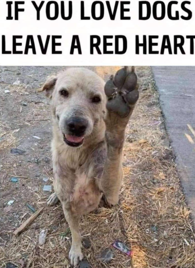 𝕏 Dogs tweet media