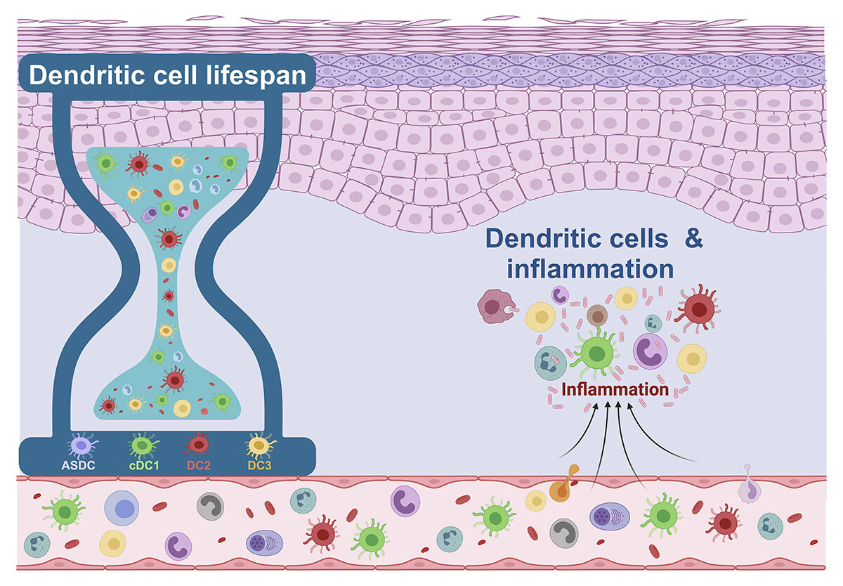 Journal of Experimental Medicine (@jexpmed) on Twitter photo The lifespan and kinetics of human #DendriticCell subsets and their precursors in health and #inflammation, from <a href="/simonyona/">Simon Yona</a> et al.: hubs.la/Q034bwl20
📘 In our Tissue Microenvironment and Immune Memory collection: hubs.la/Q034bwz50
#KSTCells25 #KSInnateImmune25 The lifespan and kinetics of human #DendriticCell subsets and their precursors in health and #inflammation, from <a href="/simonyona/">Simon Yona</a> et al.: hubs.la/Q034bwl20
📘 In our Tissue Microenvironment and Immune Memory collection: hubs.la/Q034bwz50
#KSTCells25 #KSInnateImmune25