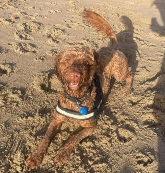 millypod1's tweet photo. MILO HOME SAFE. THANKS FOR RT's 😊🐕🐾
🆘25 JAN 2025 #Lost MILO #ScanMe
YOUNG Golden Cross Breed Male
Brockadale Nature Reserve #LittleSmeaton, #Pontefract North Yorkshire #WF8
SIGHTED: Kirk/ Little Smeaton area https://t.co/eIDAxNOkTy https://t.co/yZGwI3Ukc3