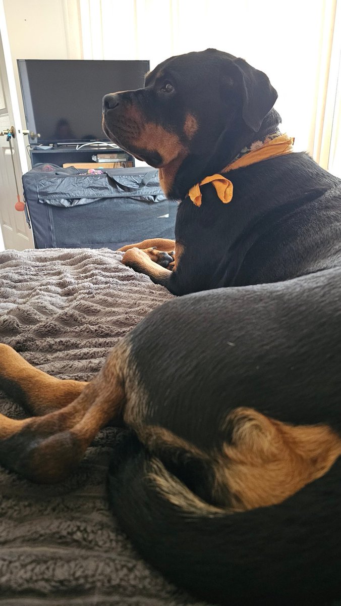 Team Servicerottie🇨🇦🐕🦺🦽 tweet media