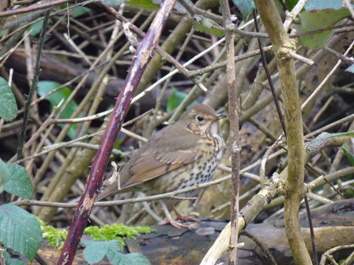 Susan Jones tweet media