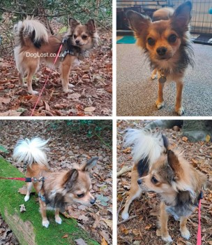 millypod1's tweet photo. UPDATED TO #STOLEN @cheshirepolice
🆘24 DEC 2024 #StillMissing #Lost RILEY
#ScanMe YOUNG Brown Chihuahua Male #Tagged
Marshlands Road #Neston #Cheshire #CH64
Possibly Chased a fox up on to the railway lines near Marshlands Road
https://t.co/bJ2DSXct68 https://t.co/9JoVh20RLj