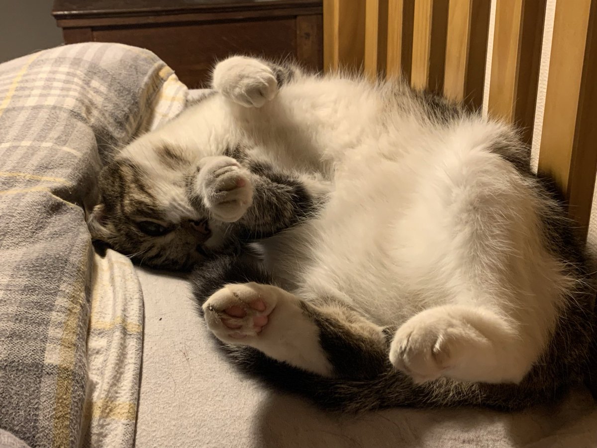 CharlesAnyan's tweet photo. Evening all. #Phyll and #Merlin would like to wish you all a very happy #Caturday ๐บ https://t.co/eGKejkBaKn
