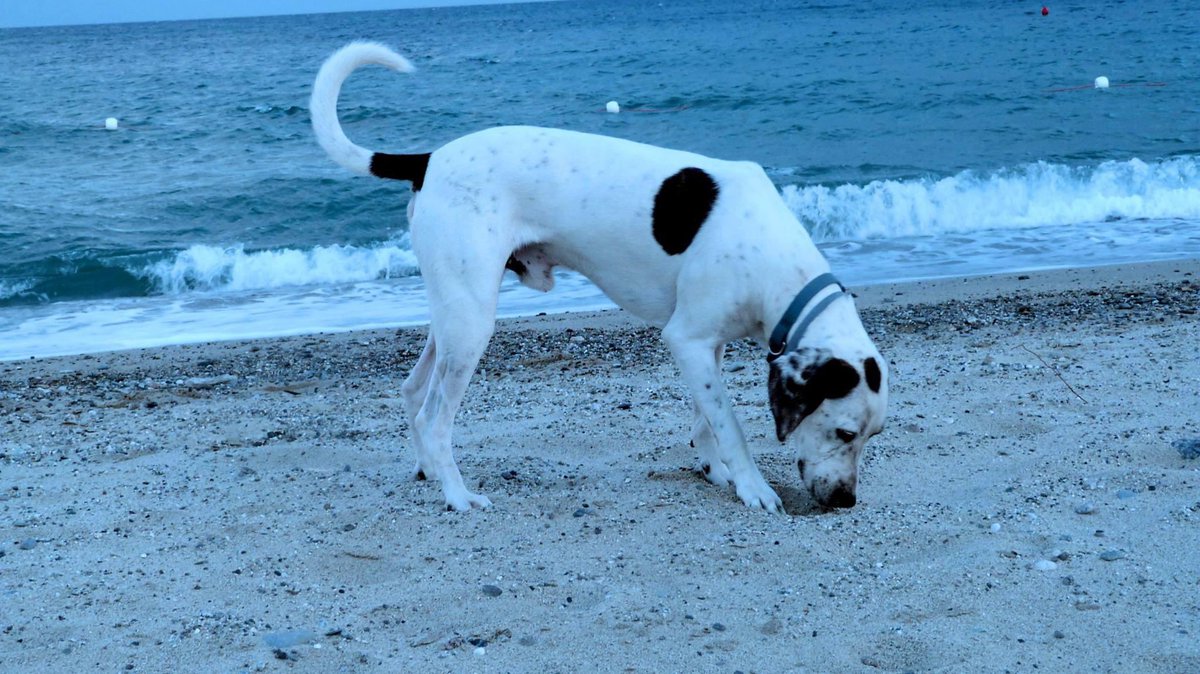 Addio, Zagor. 💔 
15 anni insieme, un amico leale e un compagno di vita insostituibile. 
Ora sei in un posto dove corri libero, senza più dolore. Mi mancherai sempre. 
Buon ponte, piccolino.
♥️