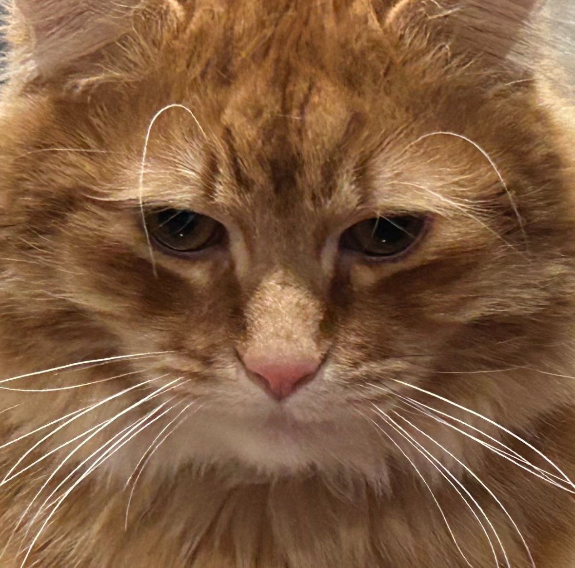 Andrew McCarthy tweet media