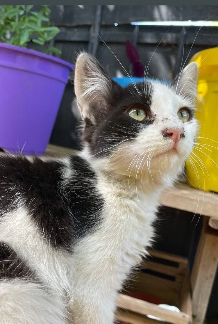 eltuitdemarsh's tweet image. Estas pequeñas llegaron a una casa. Las están cuidando, pero no pueden entrar porque hay perritos y correrían peligro. Se encuentran en la comuna de Pedro Aguirre Cerda, pero las trasladan dentro de la RM. Si deseas adoptar(las), comunícate al +56967973663. Favor RT!
#Santiago