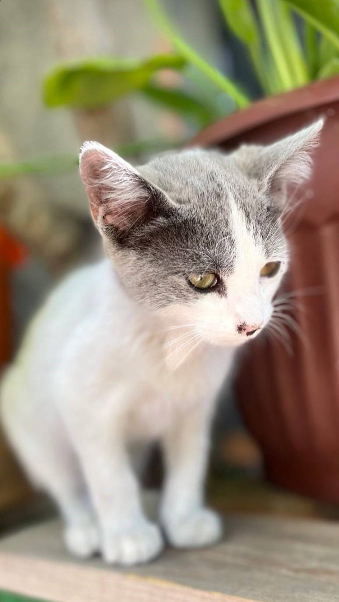 eltuitdemarsh's tweet image. Estas pequeñas llegaron a una casa. Las están cuidando, pero no pueden entrar porque hay perritos y correrían peligro. Se encuentran en la comuna de Pedro Aguirre Cerda, pero las trasladan dentro de la RM. Si deseas adoptar(las), comunícate al +56967973663. Favor RT!
#Santiago