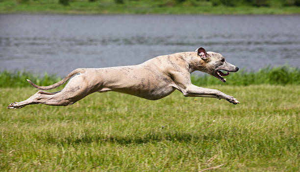 willbarkfortoys's tweet image. Dog Fact: The fastest dog breed is the Greyhound, reaching speeds up to 45 mph! 🚀 Keep your active pup entertained with high-energy toys → willbarkfortoys.com
#FunDogFacts #FastDogs #SmartPups #ActiveDogs #DogTrivia #WillBarkForToys”
📢 Find toys to match your dog’s energy!