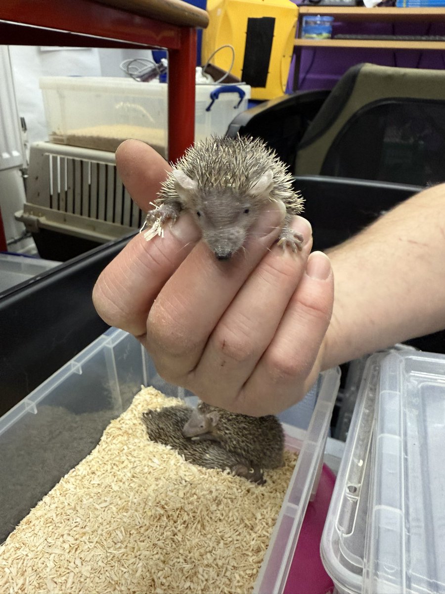 I met a tenrec on Friday. If you know, you know.