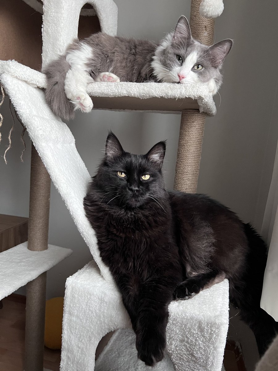 gandithegrey's tweet photo. Polefiklere girmiçem hiyararçik sıramısa göre yaddımız bi gömdü… @olaftheblackcat https://t.co/eGG9t2SNDU