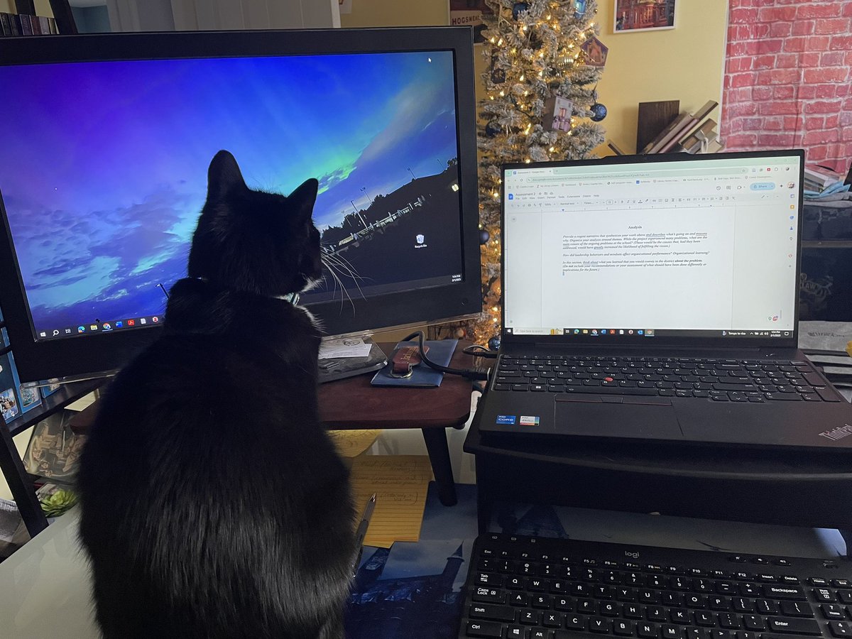 Getting some homework help on this #Caturday from <a href="/MillerCat00/">Miller Cat</a>