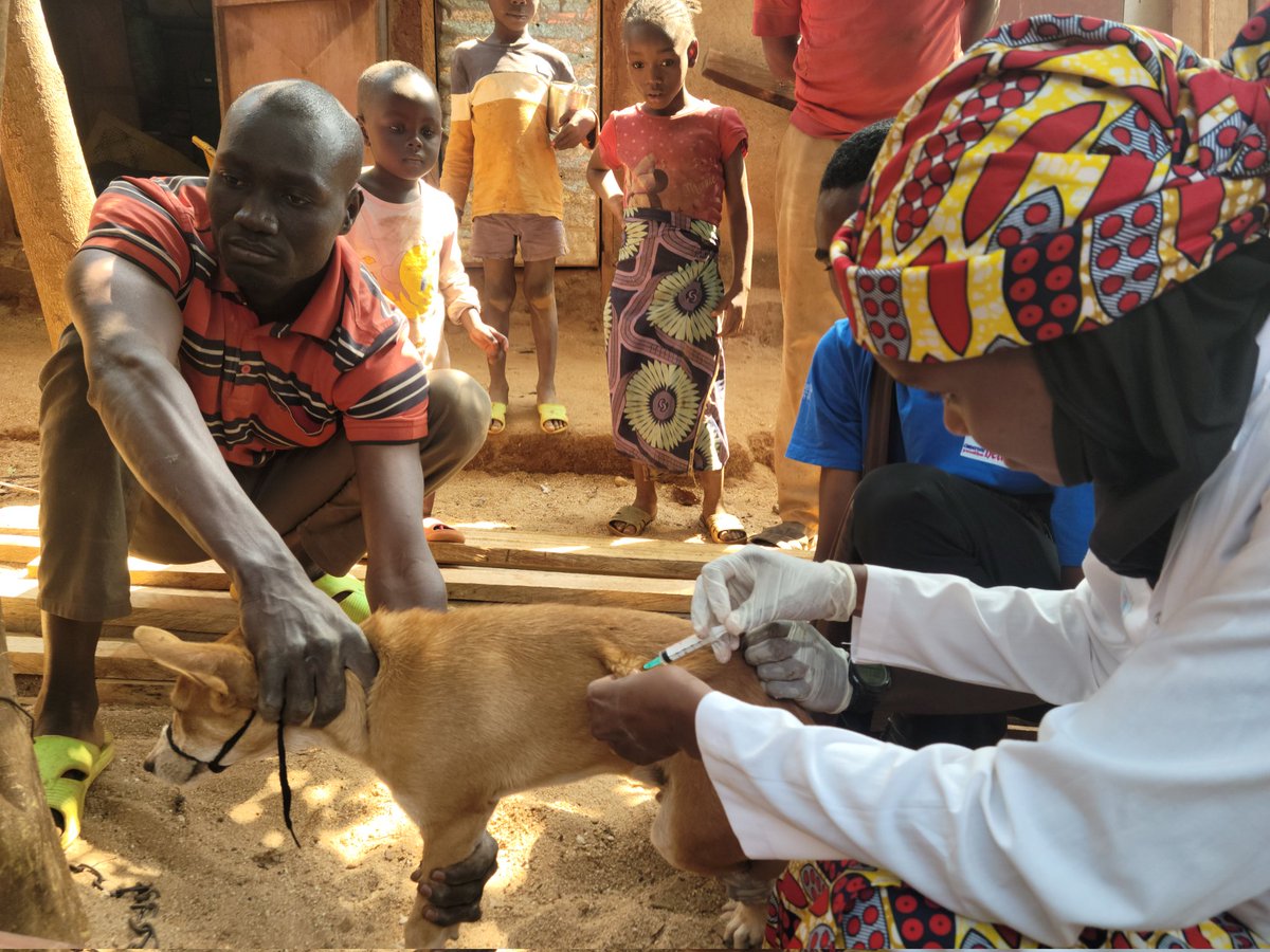 BFopet's tweet photo. BITE BACK AT RABIES!
Our Student One Health Innovation Club @Sohic_UN took to the streets today, vaccinating dogs & educating locals in 3 university neighborhoods! A total of 50 dogs vaccinated. Huge thanks to our vet doc supervisors #RabiesAwareness #OneHealthInAction #Students https://t.co/8JZCvR8vcs