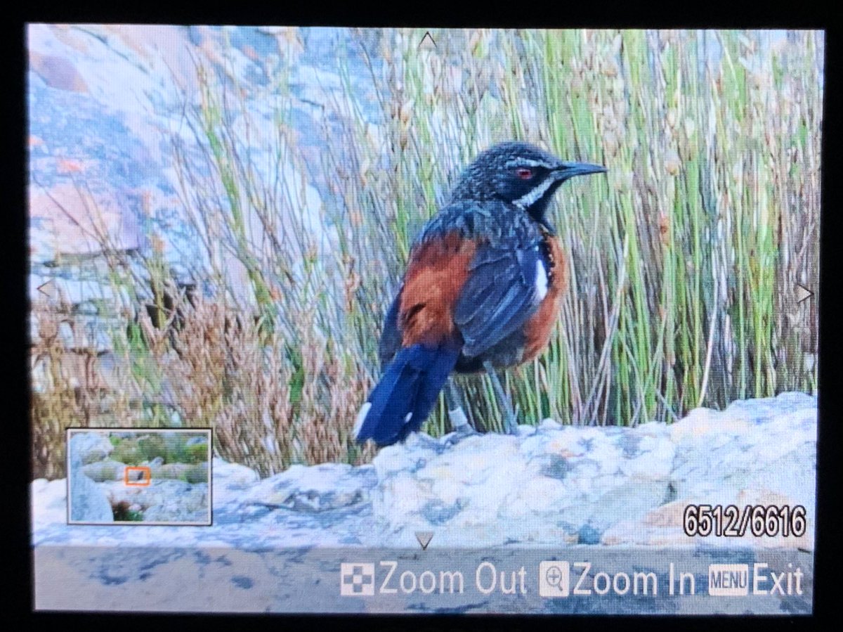 Emily Richens tweet media