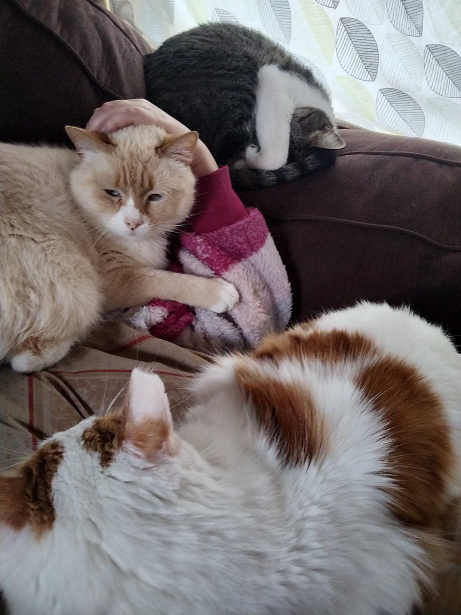 ((cats that insist on laying on top of me whenever I sit down