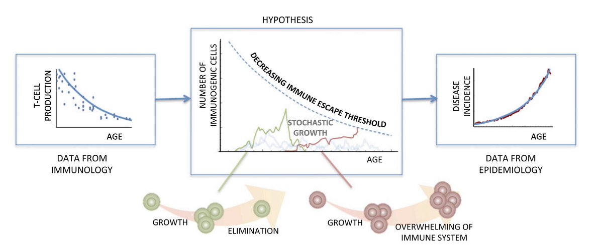 Why does cancer incidence increase with age?

Is it the accumulation of mutations?
Is it declining immune system? 
Is it other factors? 

This PNAS article emphasizes the role of immune system decline over mutation accumulation.

1/2