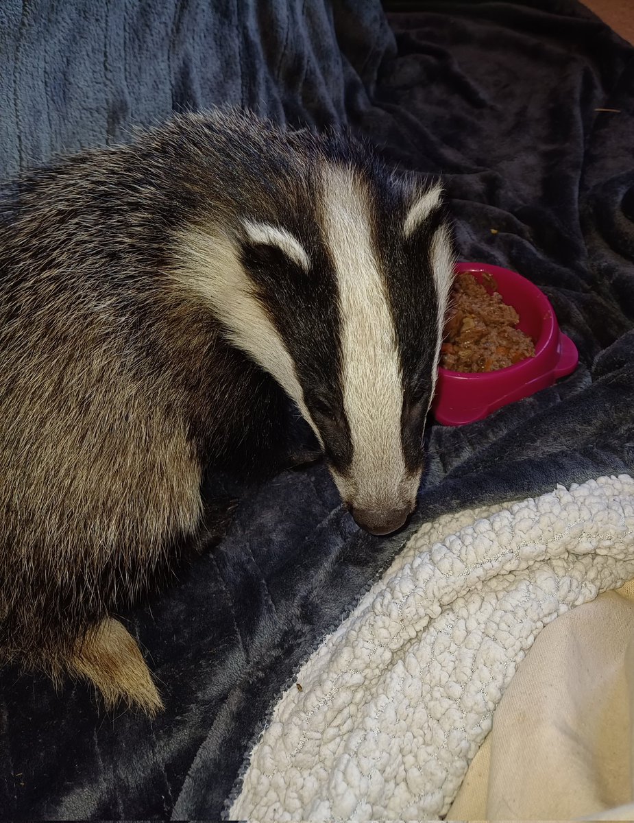 MD_badgers's tweet photo. We’re part of the @coopUK Local Community Fund. Co-op Members can help raise funds for our project by choosing Mid Derbyshire Badger Group as your cause at https://t.co/5ThXHr5zi1. https://t.co/H7pekODF1M