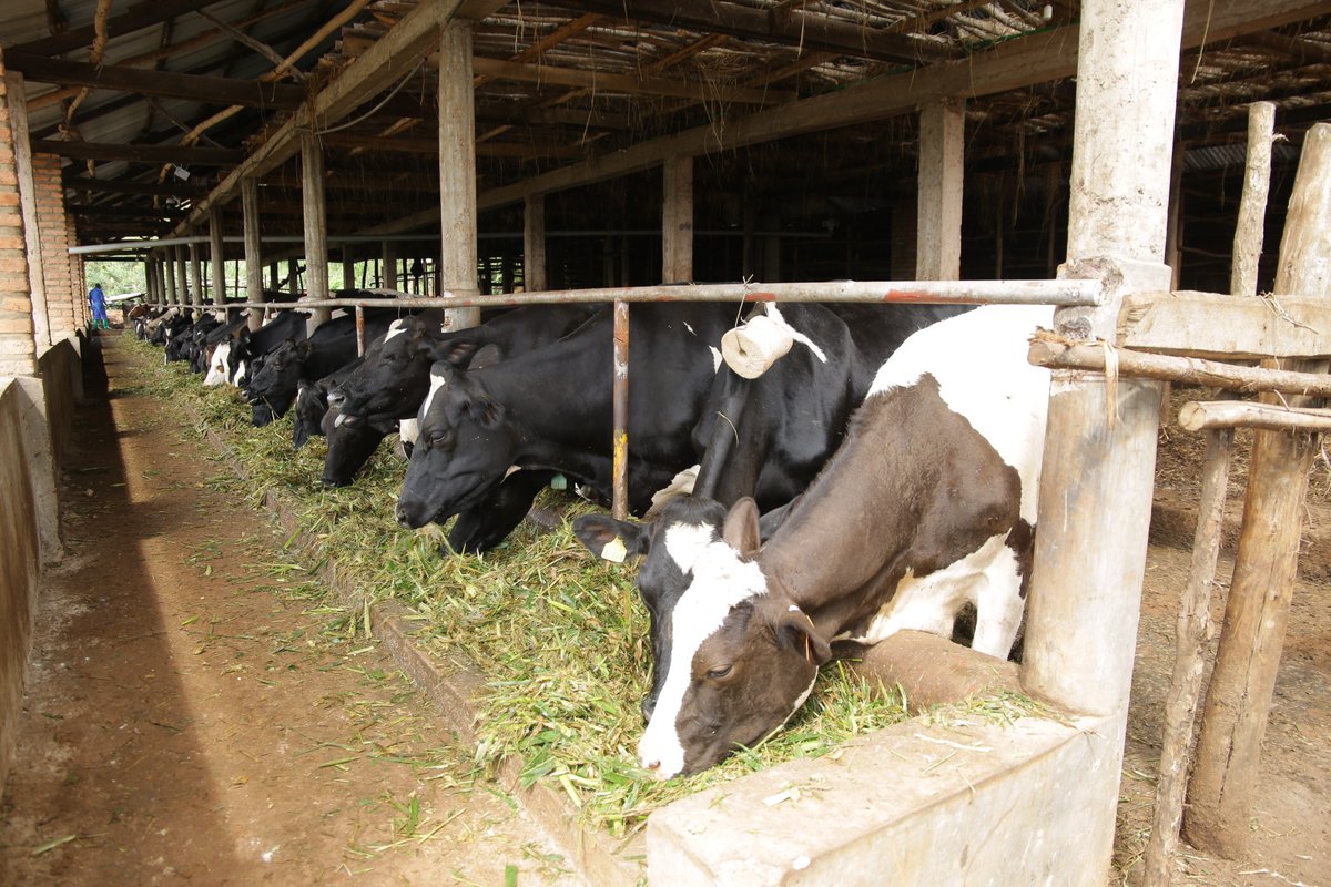 Ministry of Agriculture & Animal Resources |Rwanda tweet media