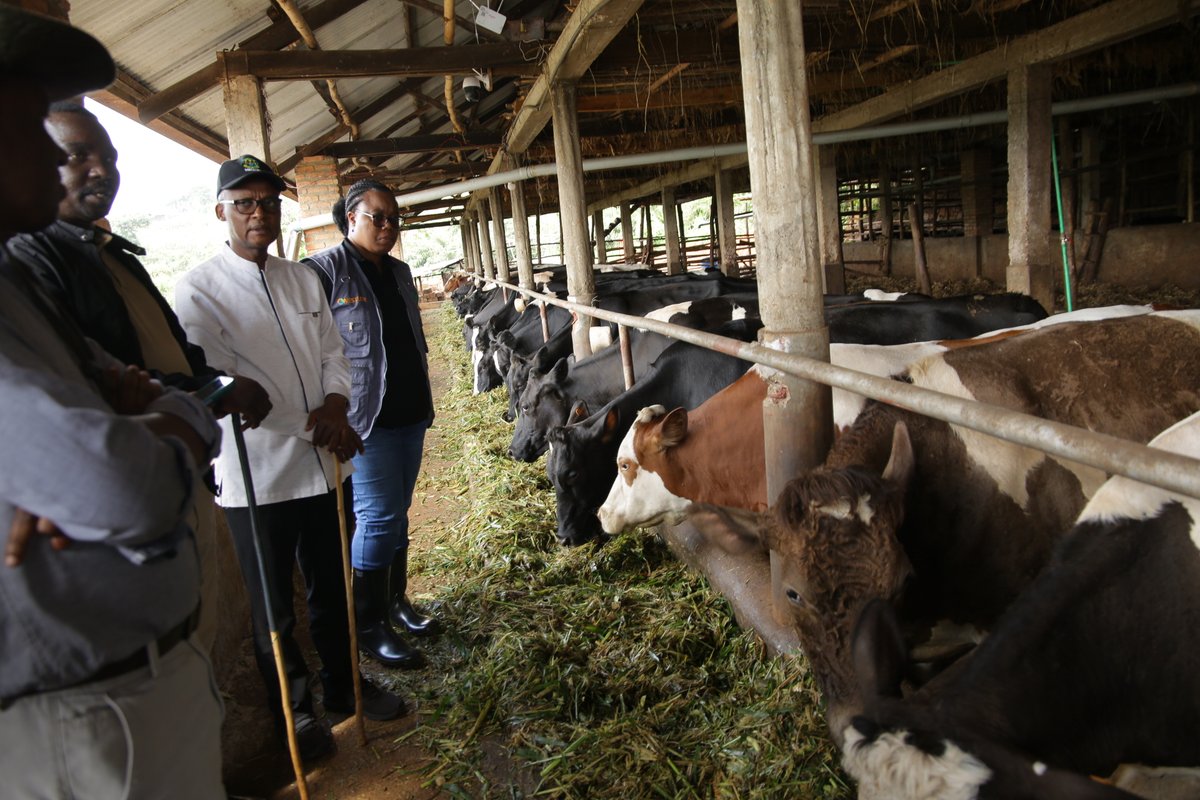 Ministry of Agriculture & Animal Resources |Rwanda (@rwandaagri) on Twitter photo Minisitiri <a href="/mcbagabe/">Mark Cyubahiro Bagabe, PhD</a> yashimiye umworozi Benedata Laurien woroye inka zâumukamo mu murenge wa Kigabiro uburyo abikora kuko bifitiye akamaro we ubwe ndetse n'igihugu. Yamusabye kugira uruhare mu gusakaza ubumenyi afite no mu bandi borozi bashaka kubikora kinyamwuga. Minisitiri <a href="/mcbagabe/">Mark Cyubahiro Bagabe, PhD</a> yashimiye umworozi Benedata Laurien woroye inka zâumukamo mu murenge wa Kigabiro uburyo abikora kuko bifitiye akamaro we ubwe ndetse n'igihugu. Yamusabye kugira uruhare mu gusakaza ubumenyi afite no mu bandi borozi bashaka kubikora kinyamwuga.