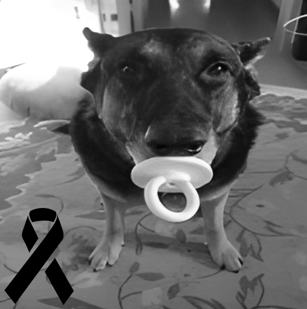 PibHopCentral's tweet photo. BREAKING NEWS: Freaky John reportedly found dead after being shot 14 times in the PibHood, Pibbletastic Records is the main suspect. Gone but never forgotten. #PibHop #Gonetosoon #RIP #WillbeRemembered https://t.co/lJeol02d9U