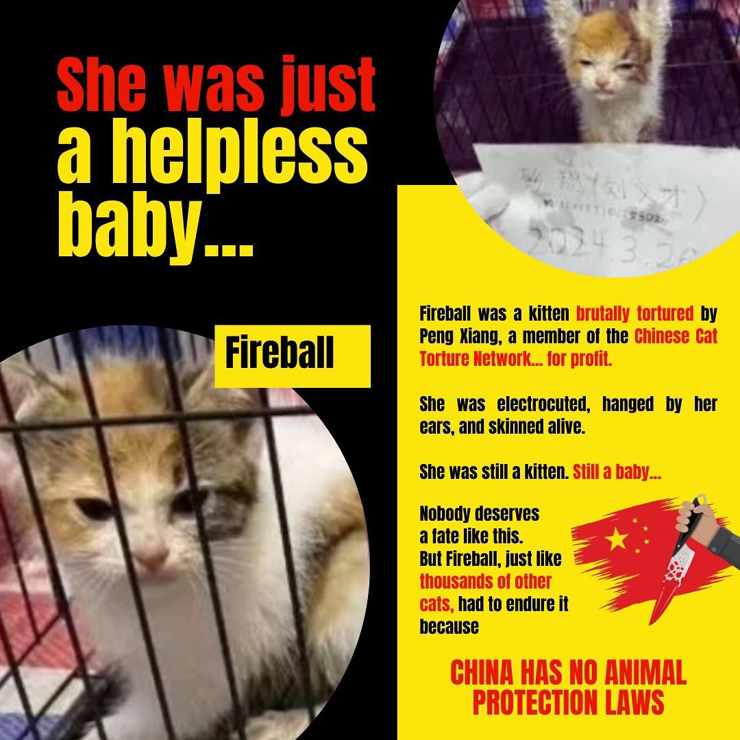 michisisss tweet media