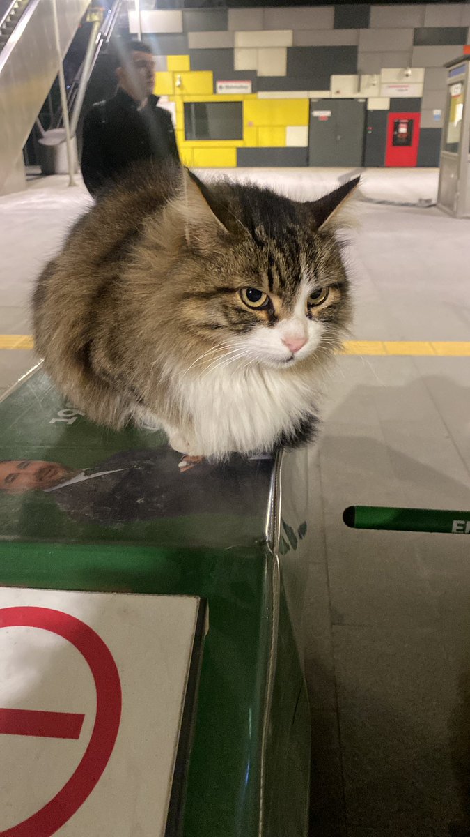 meltemacka's tweet photo. SECUKITTY https://t.co/7pyo18bdU9