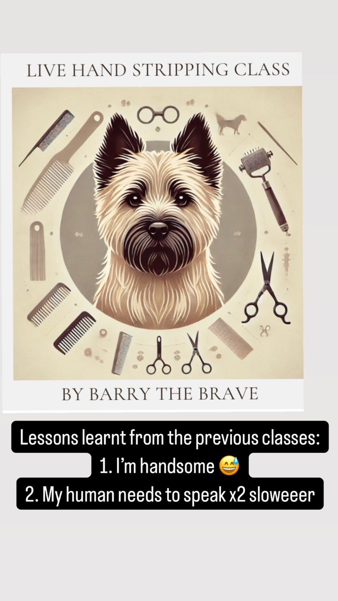 barry_thebrave's tweet photo. And announcement that our Hand Stripping Class will go ahead tomorrow, 2nd February, at 18:00 GMT
A few seats still left - don’t forget the magic discount 4GBKBX9
#handstripping #grooming #dog #cairnterrier https://t.co/Hvu6dJ6oN7